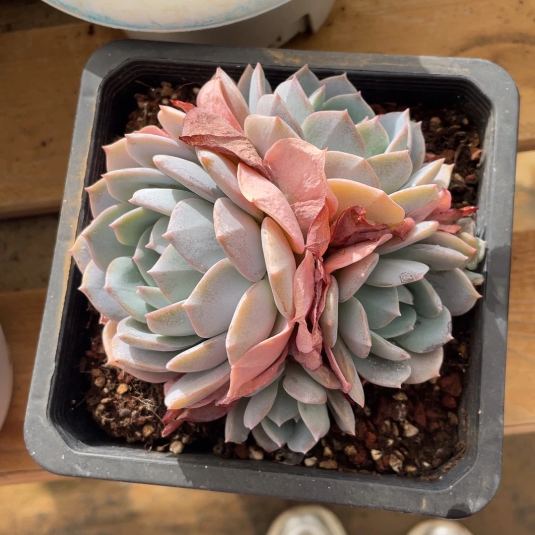 白茶冠幅12 公分一物一拍