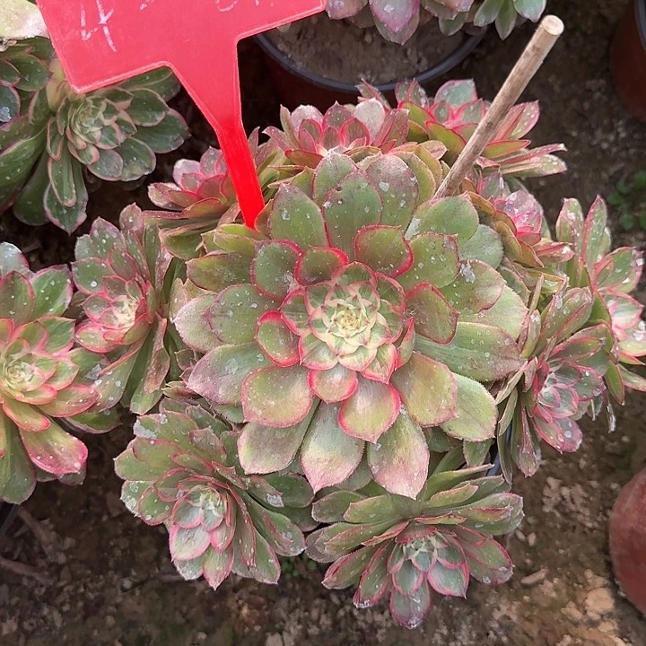 4-81莲花座多肉法师