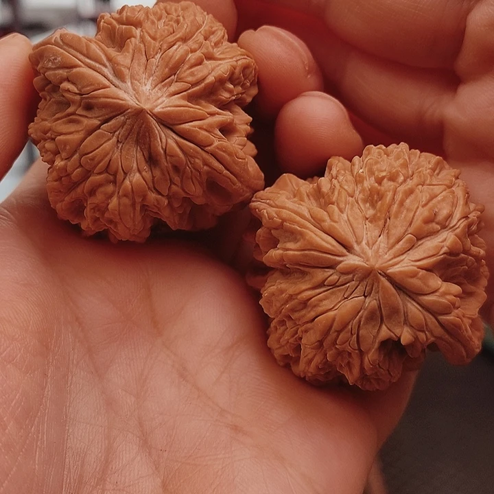 核桃41尺暴雪核桃