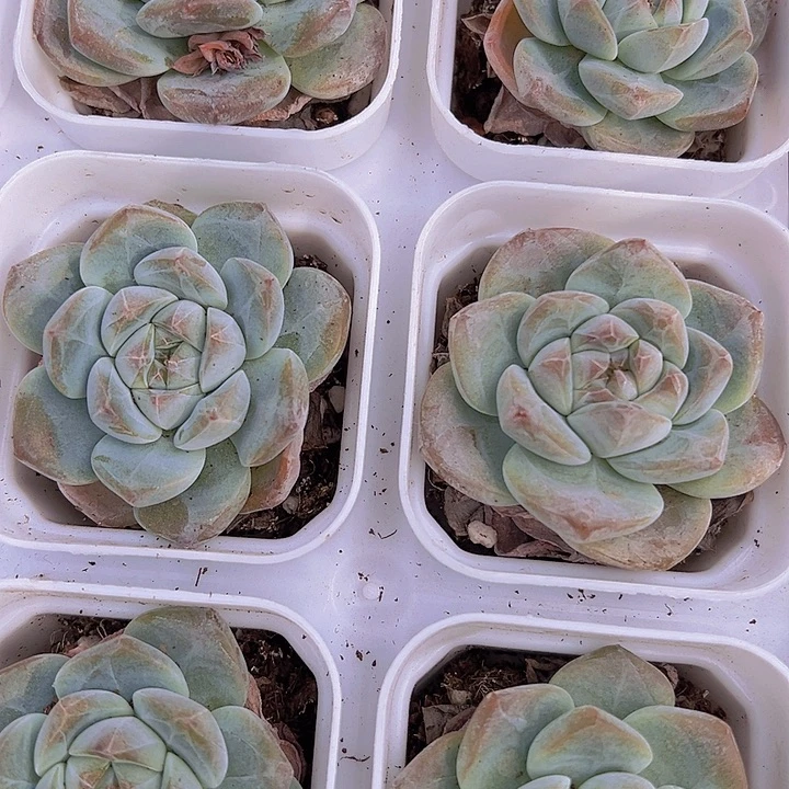 单头刚毅带盆19包邮