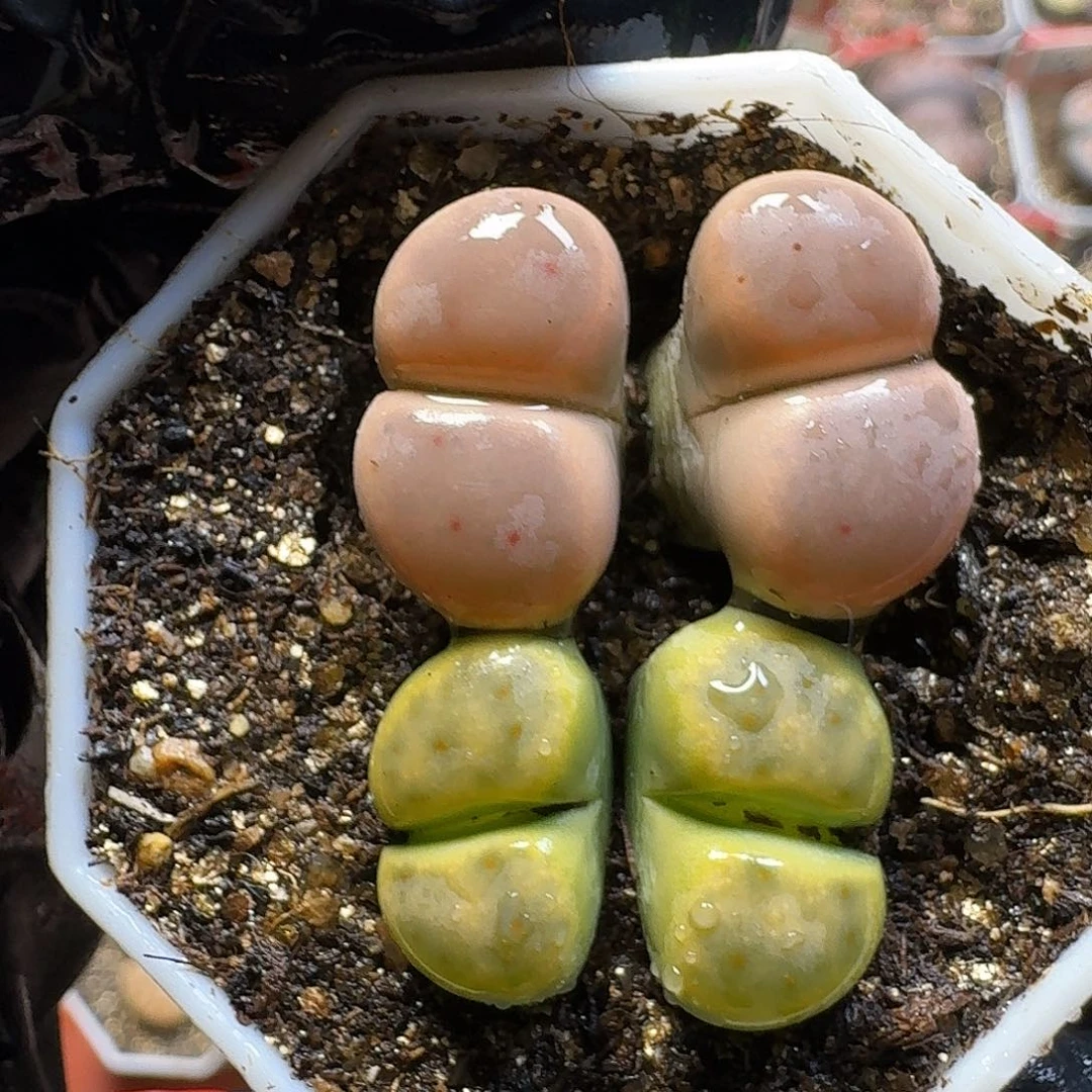 生石花22//。  136