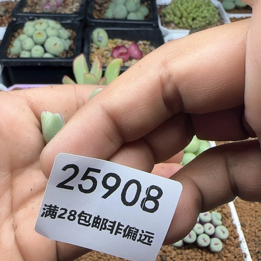 b****u脱土28包邮25908