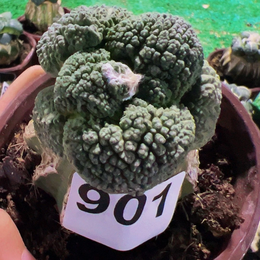 无花朵福利大尤连山牡丹901