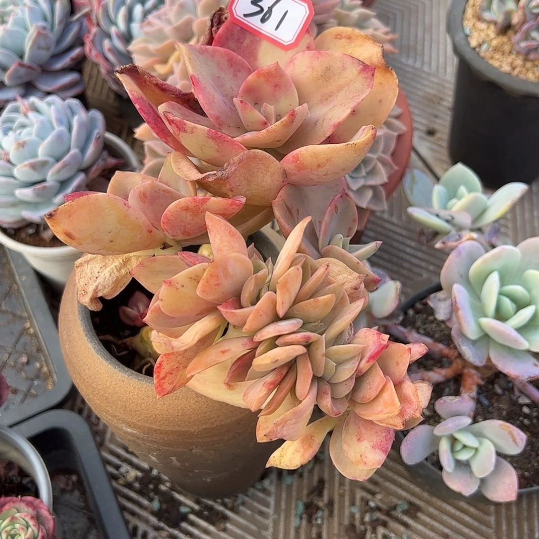 361号鹤氏缀，一物一拍