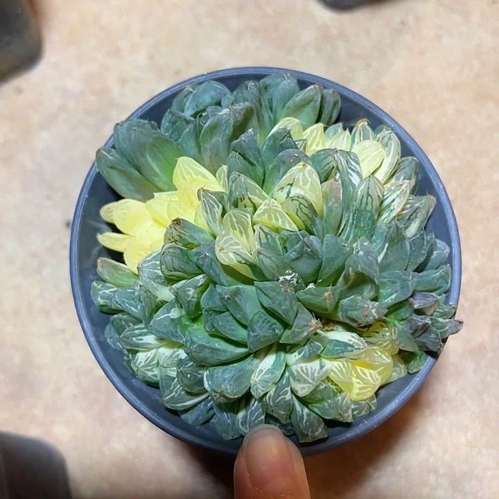 无花朵玉露锦一物一拍的