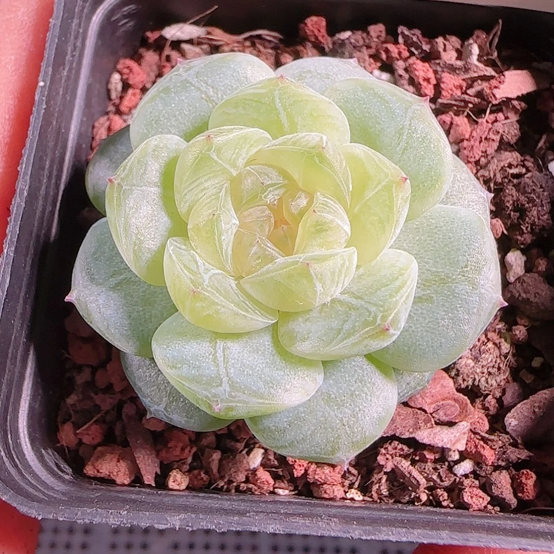 0927-156若梦优选不包整