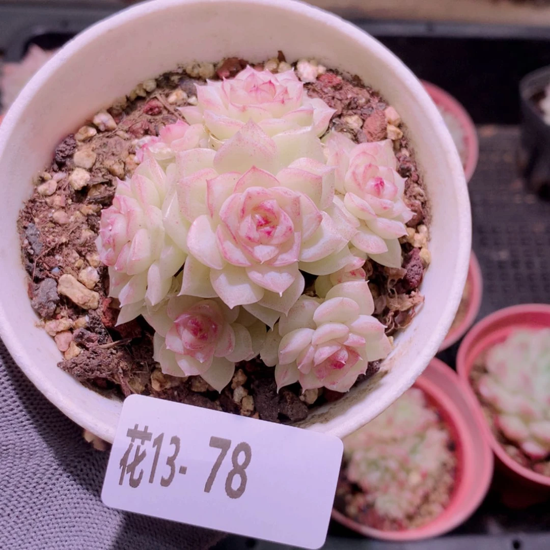 【闪购商品】花13-78白天鹅