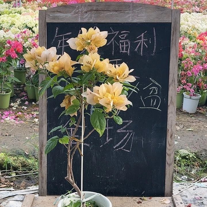 完全开放三角梅苏瓦那