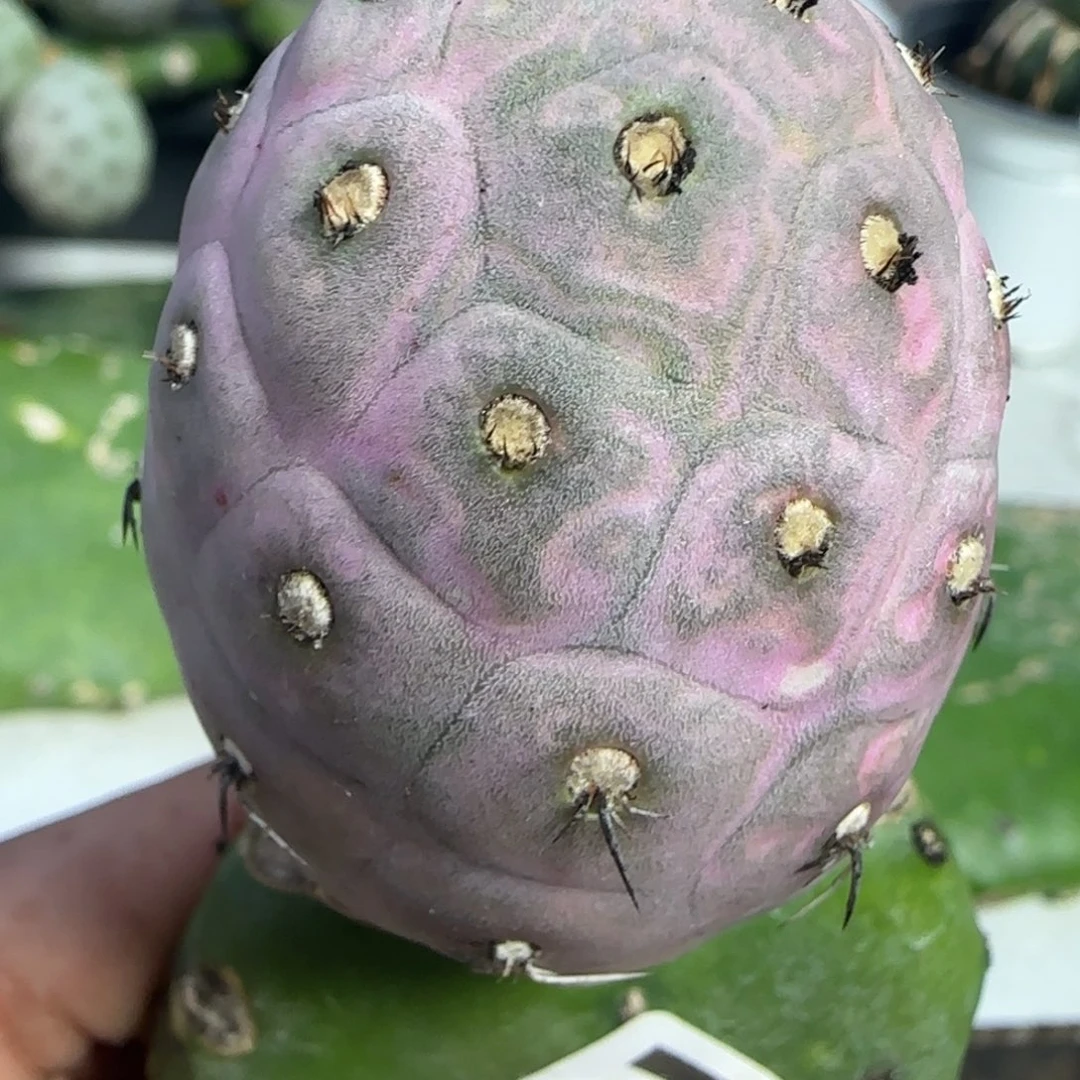 无花朵紫皮凸绒毛毛苗接789