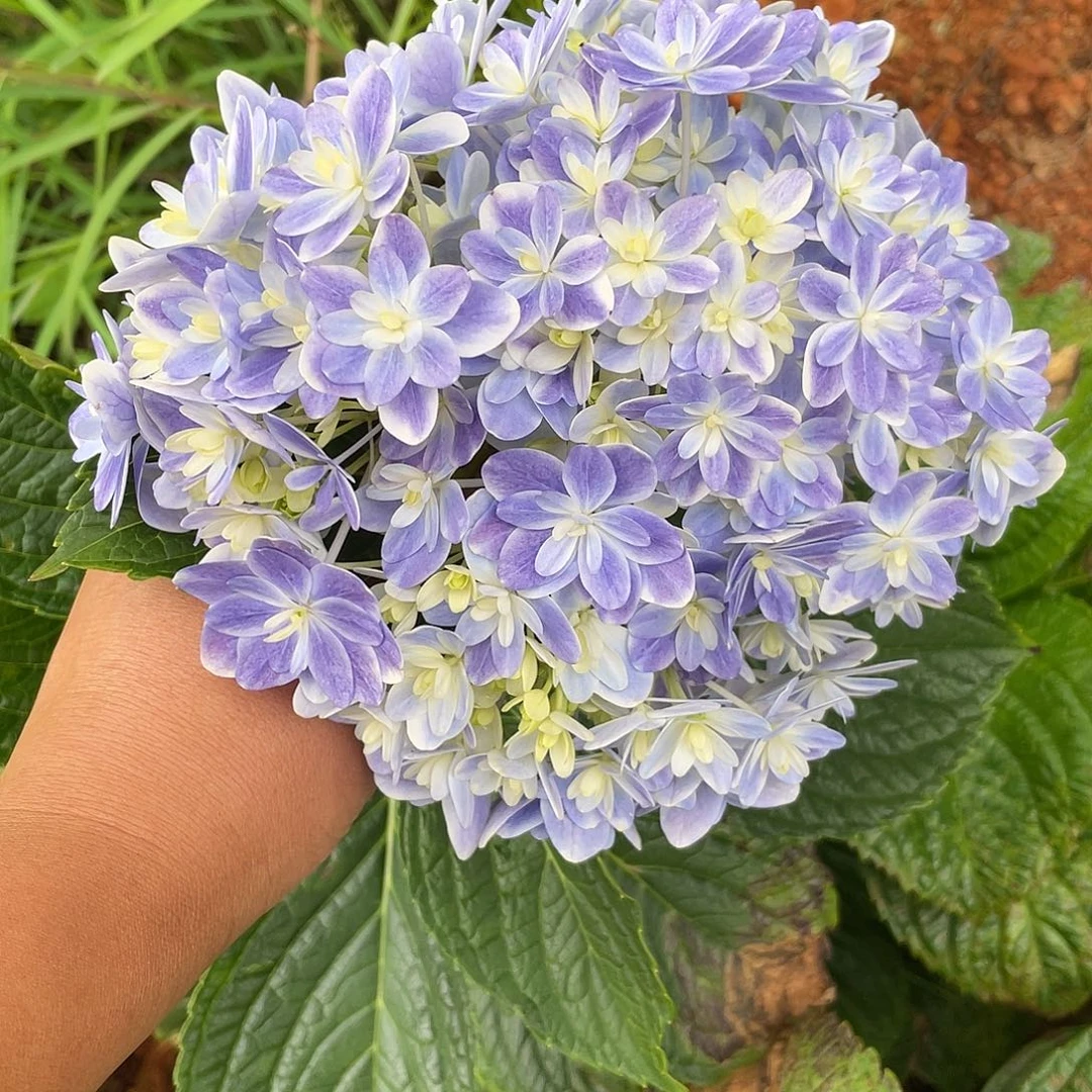 绣球切花一物一拍3枝起包邮，125