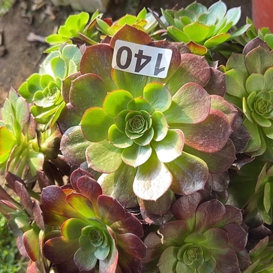 念***；多肉植物一个