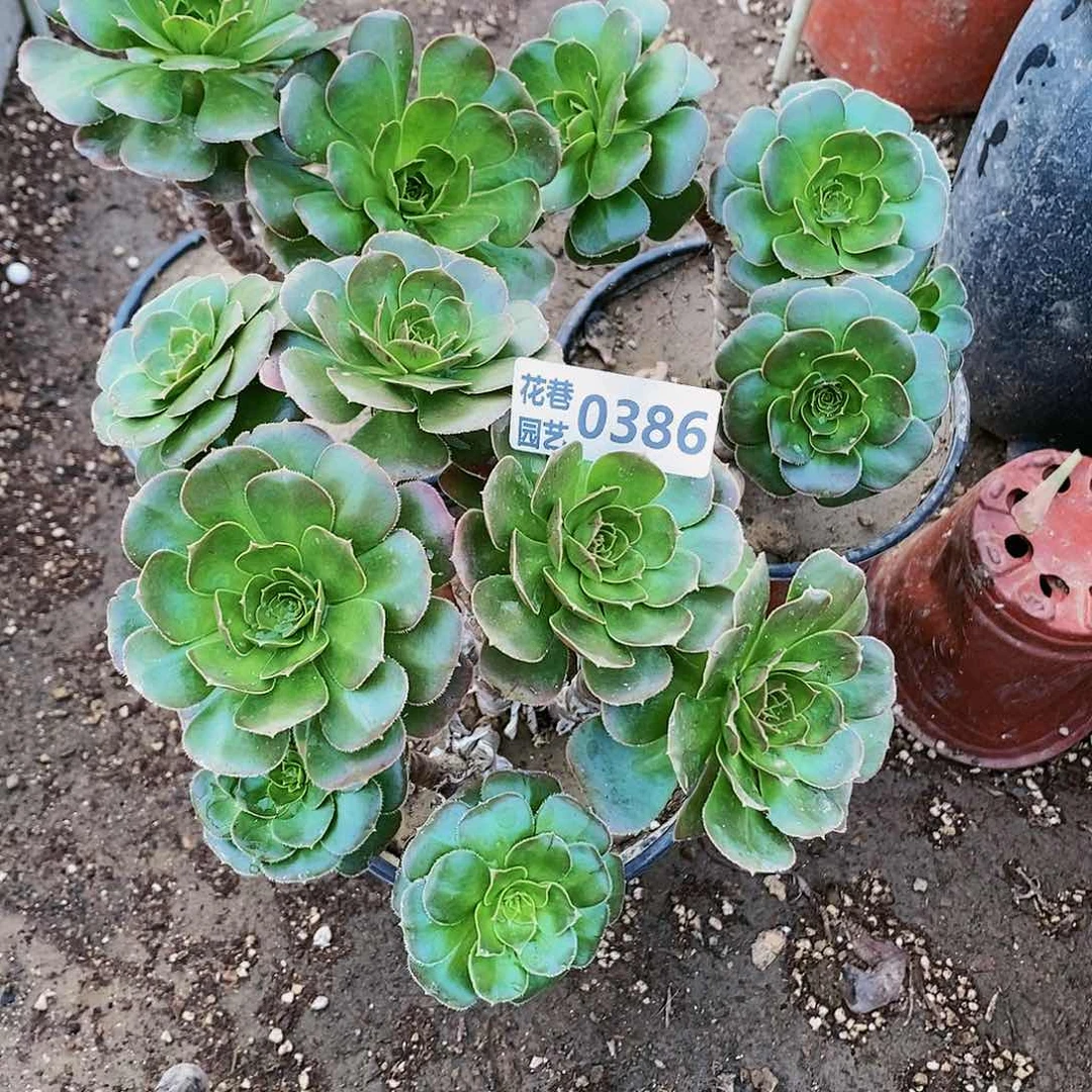 386三个号20包邮不包断枝