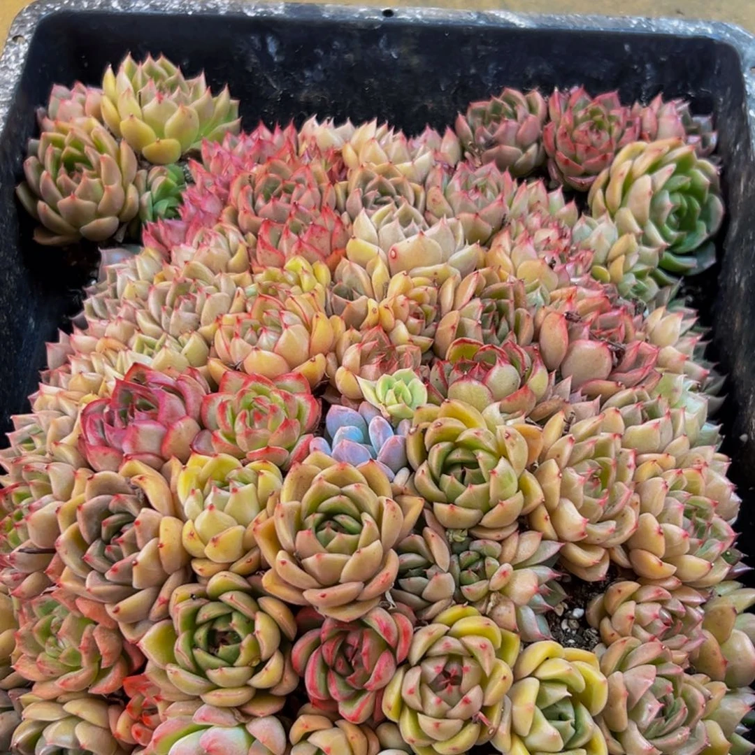 138多肉植物的生长发育