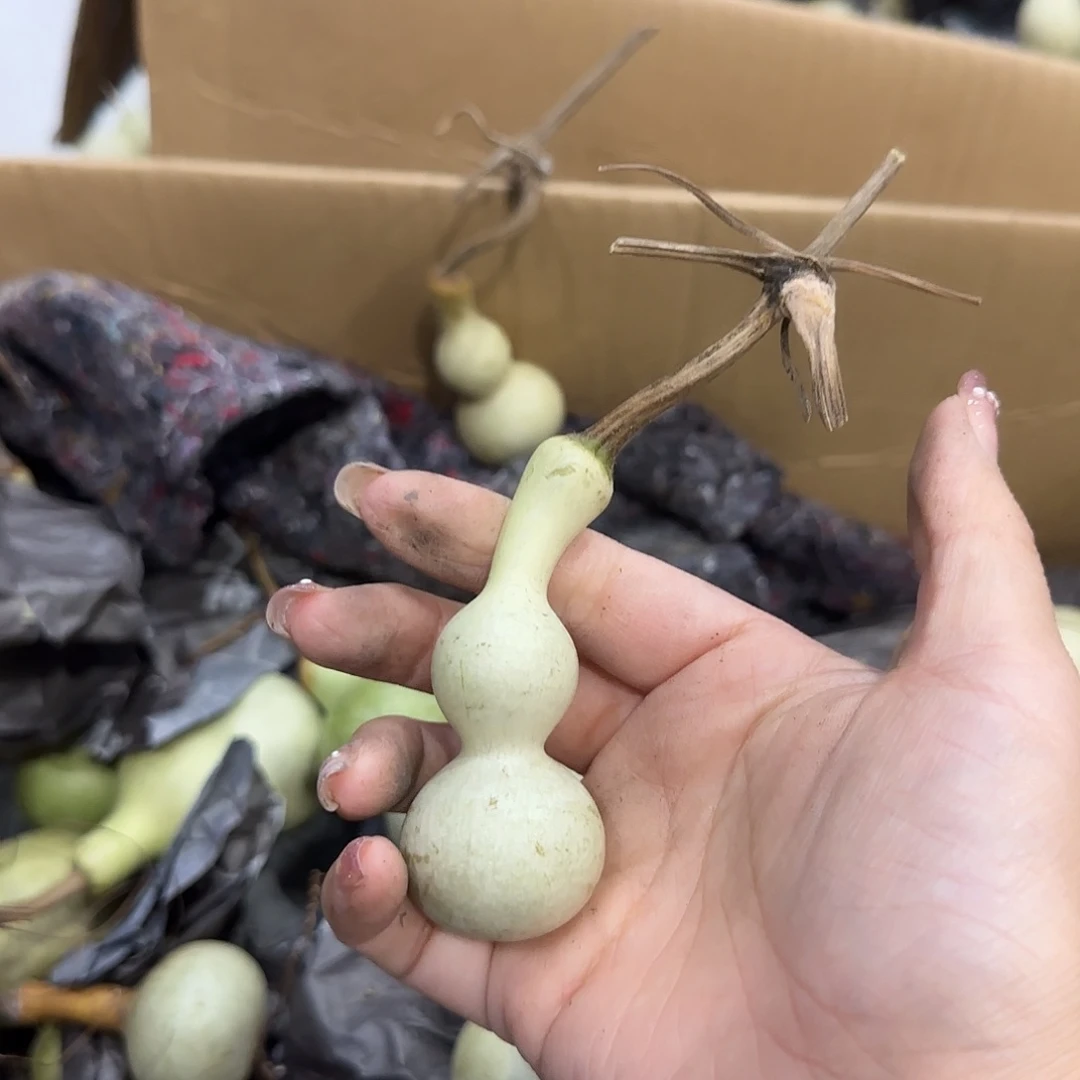 1***刀葫芦啦咯啦咯啦咯啦咯啦