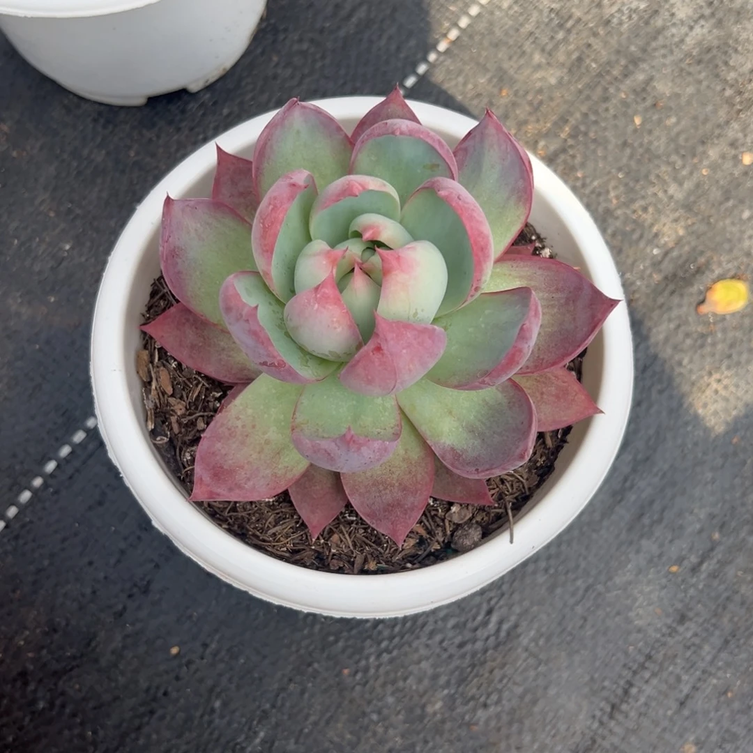 多肉植物惊鸿仙子