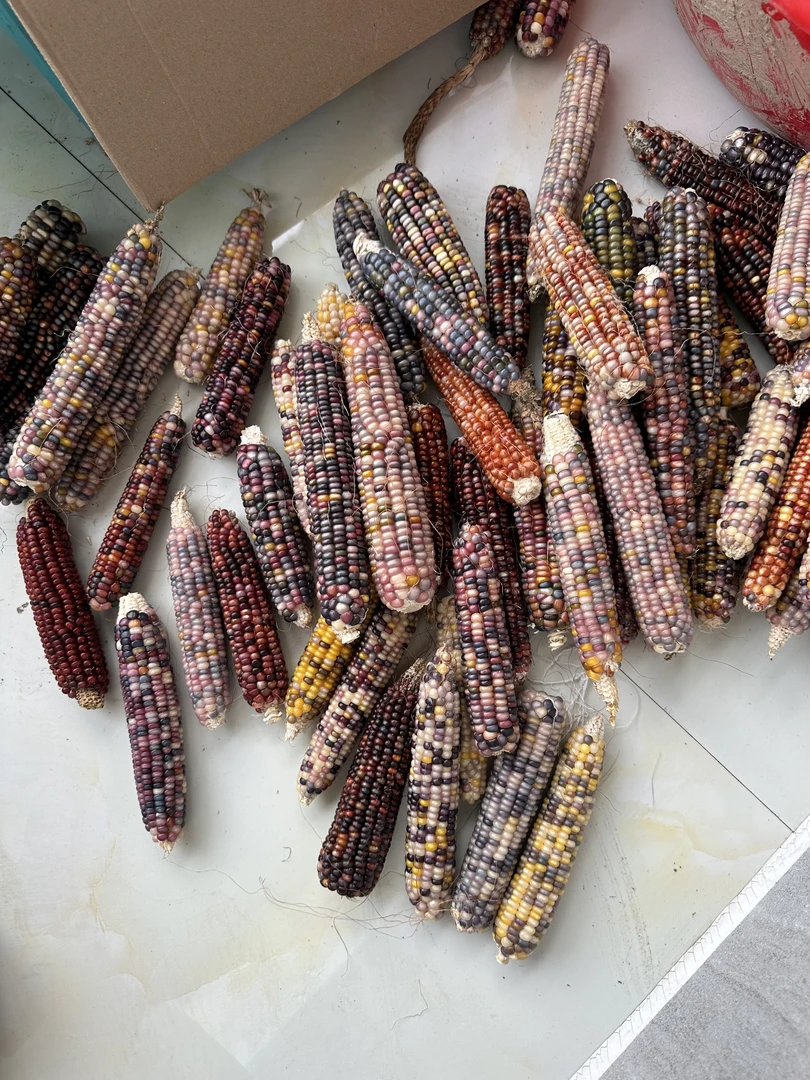 瑕疵款 彩色玉米六根 玩具毛料整根七彩不退不换