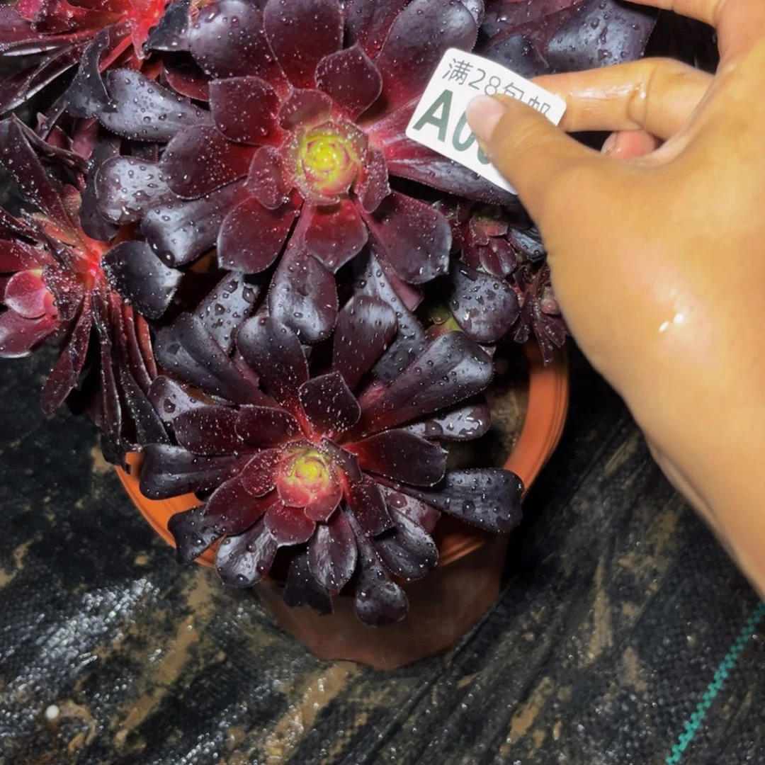 08多肉植物一物一拍