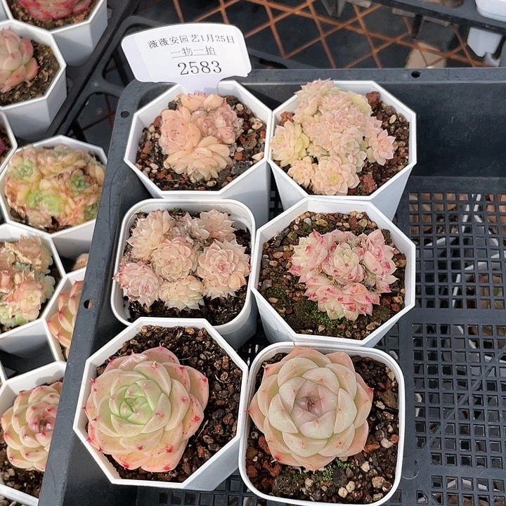 薇薇安园艺多肉2583