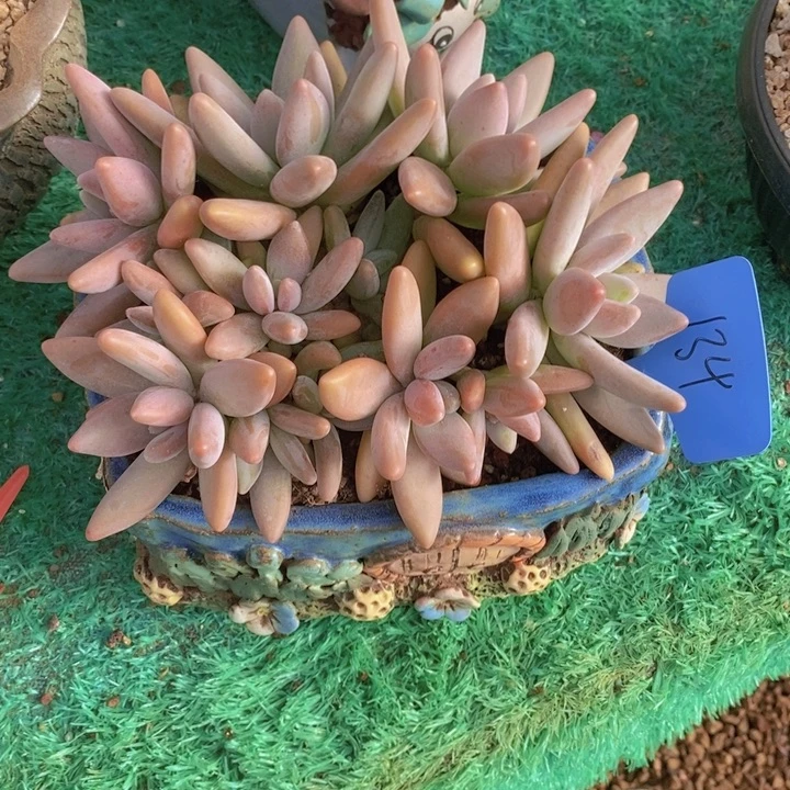 这么大岁数怎么会长