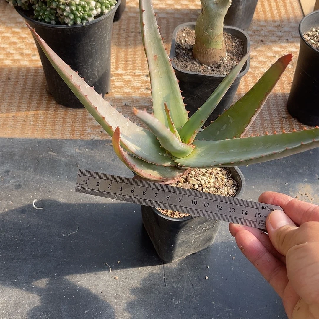 实生范巴伦芦荟一物一拍