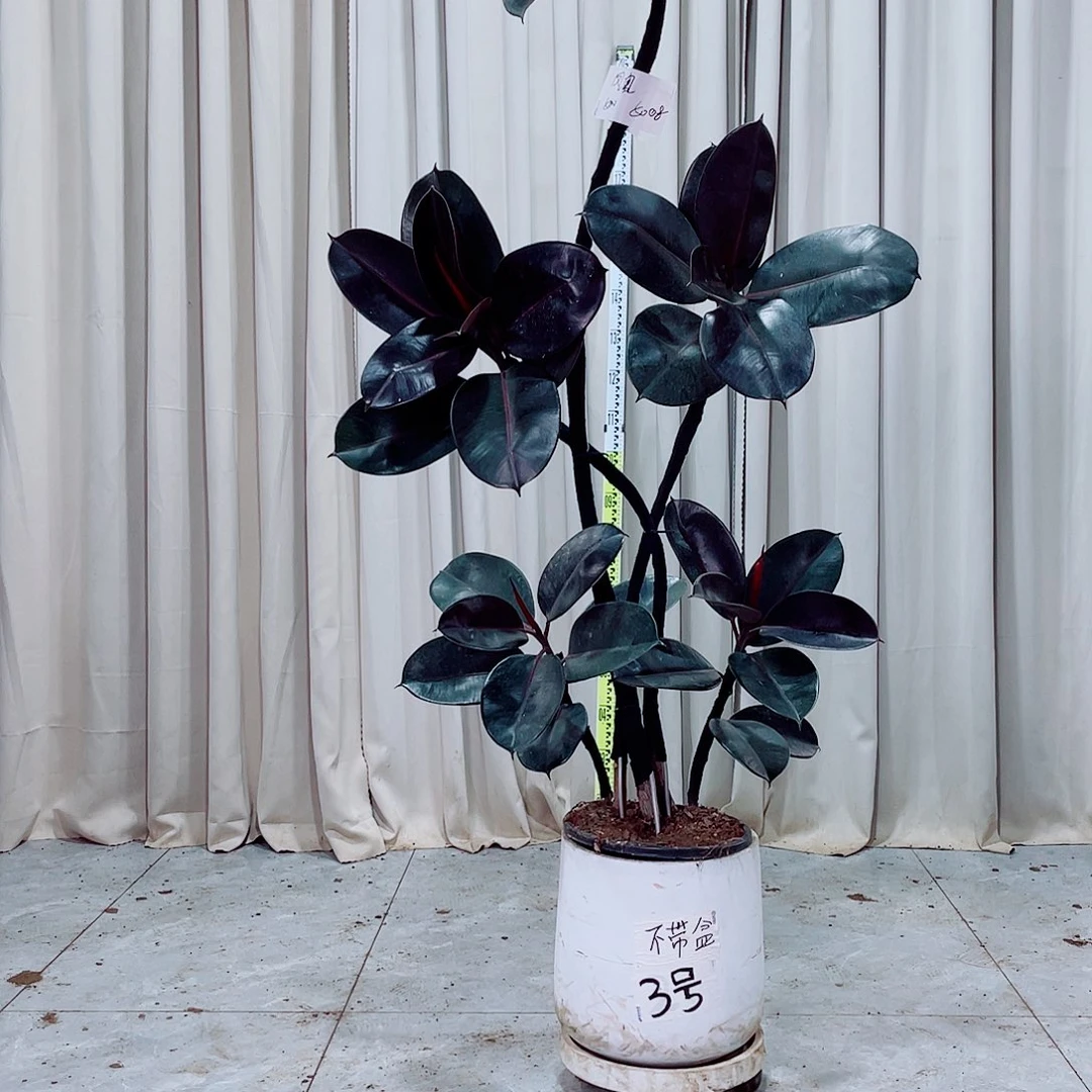 500送健健康康平平安安