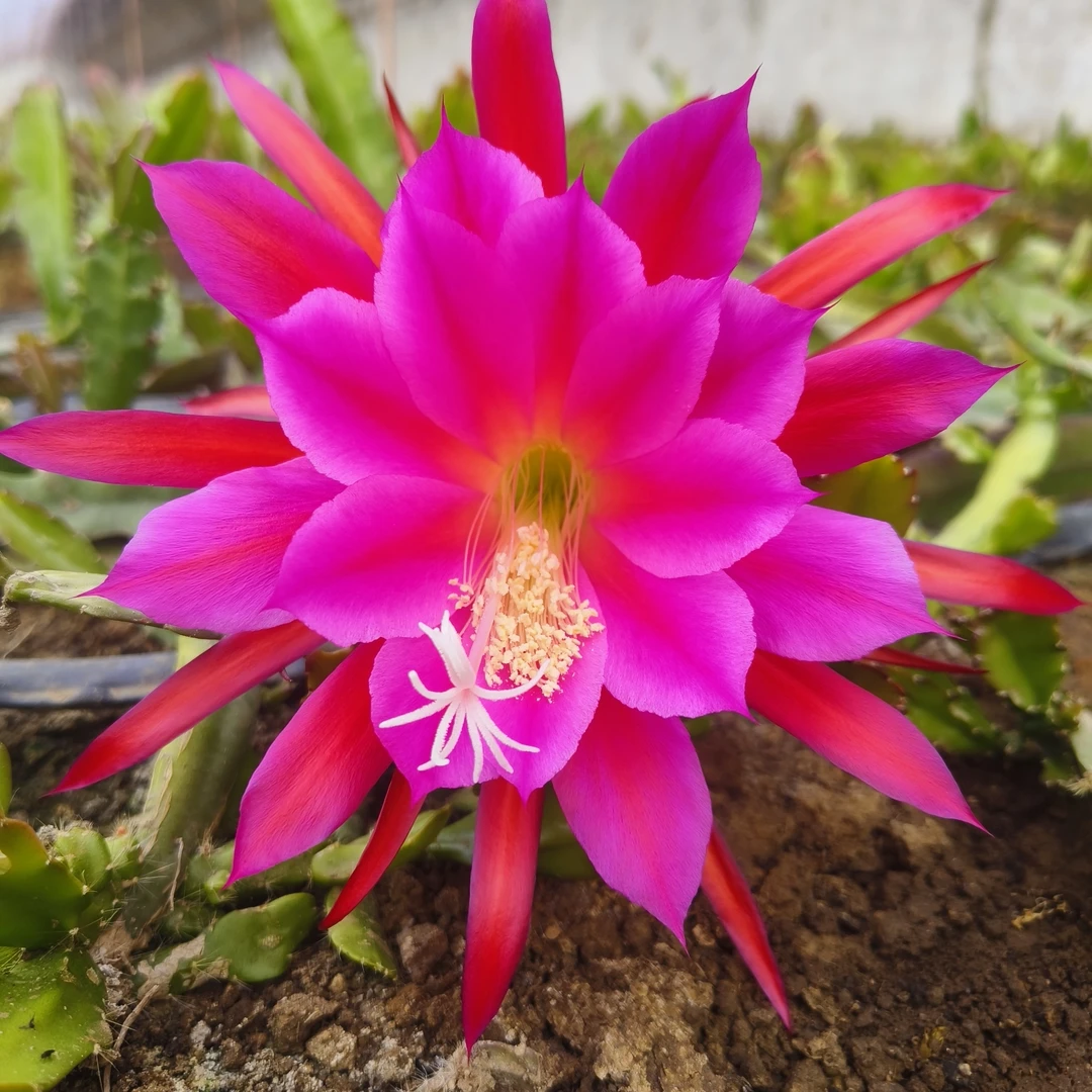 玫红色令箭荷花，四五个叶子苗一棵，带少量护根土发货