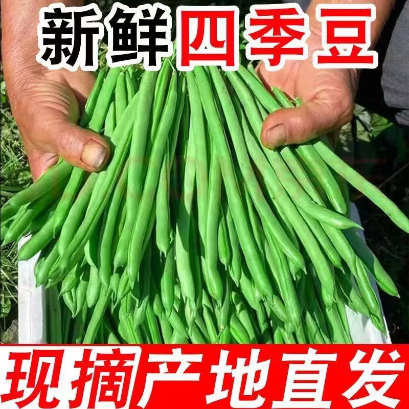 【这是四季豆】现摘新鲜无筋豆王刀豆芸豆无丝豆应季时令蔬菜包邮