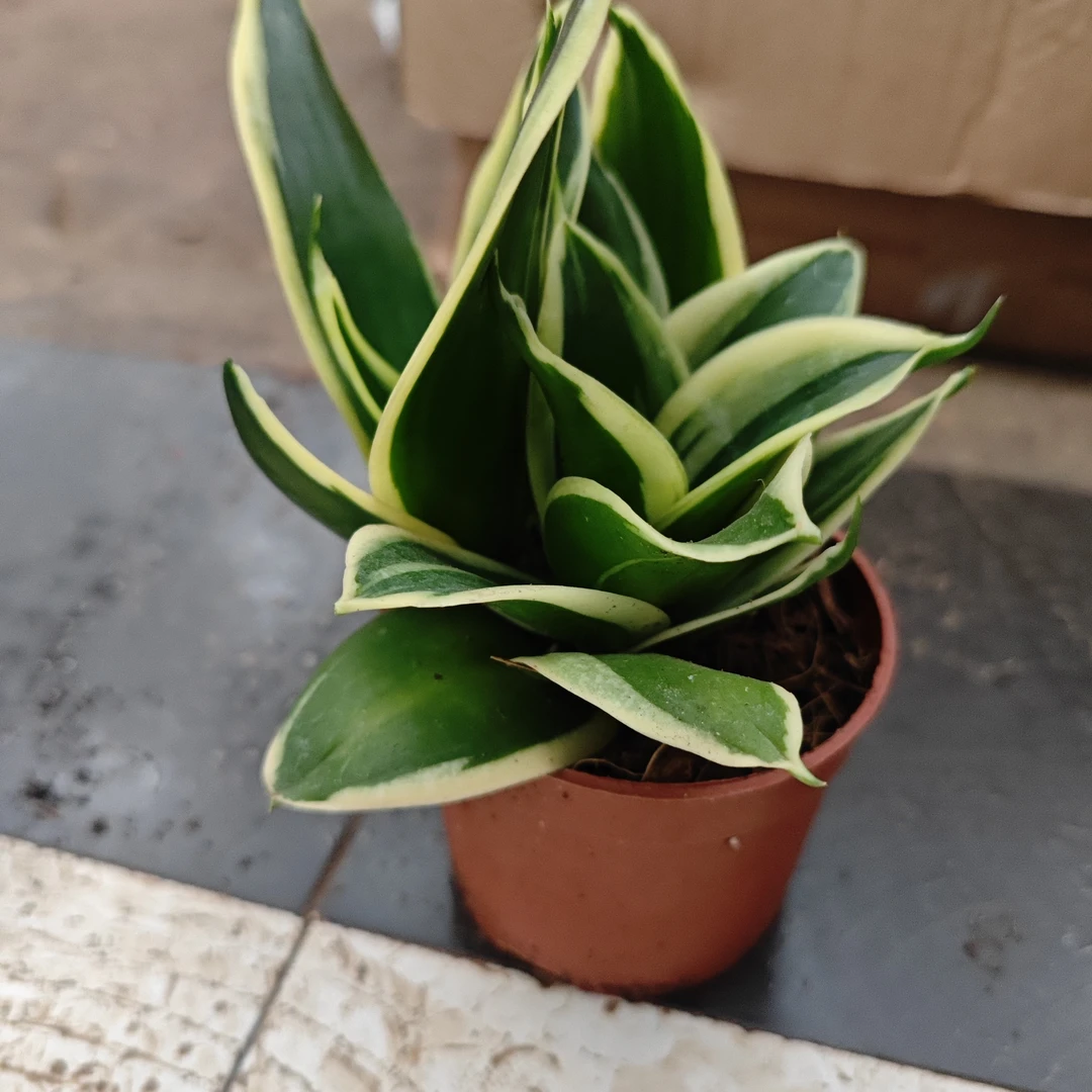 荷花兰盆栽室内绿植净化空气