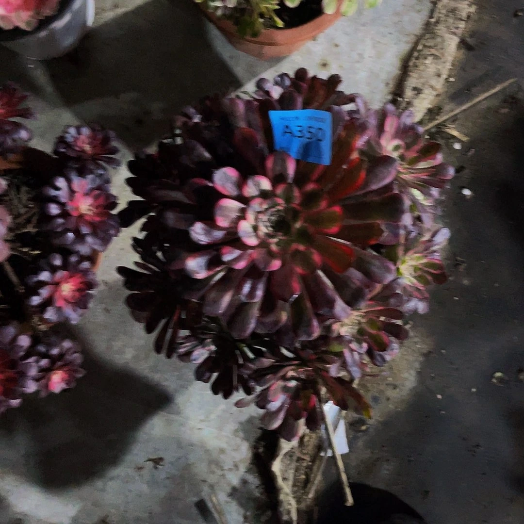 涵*羊黑金刚，350福利