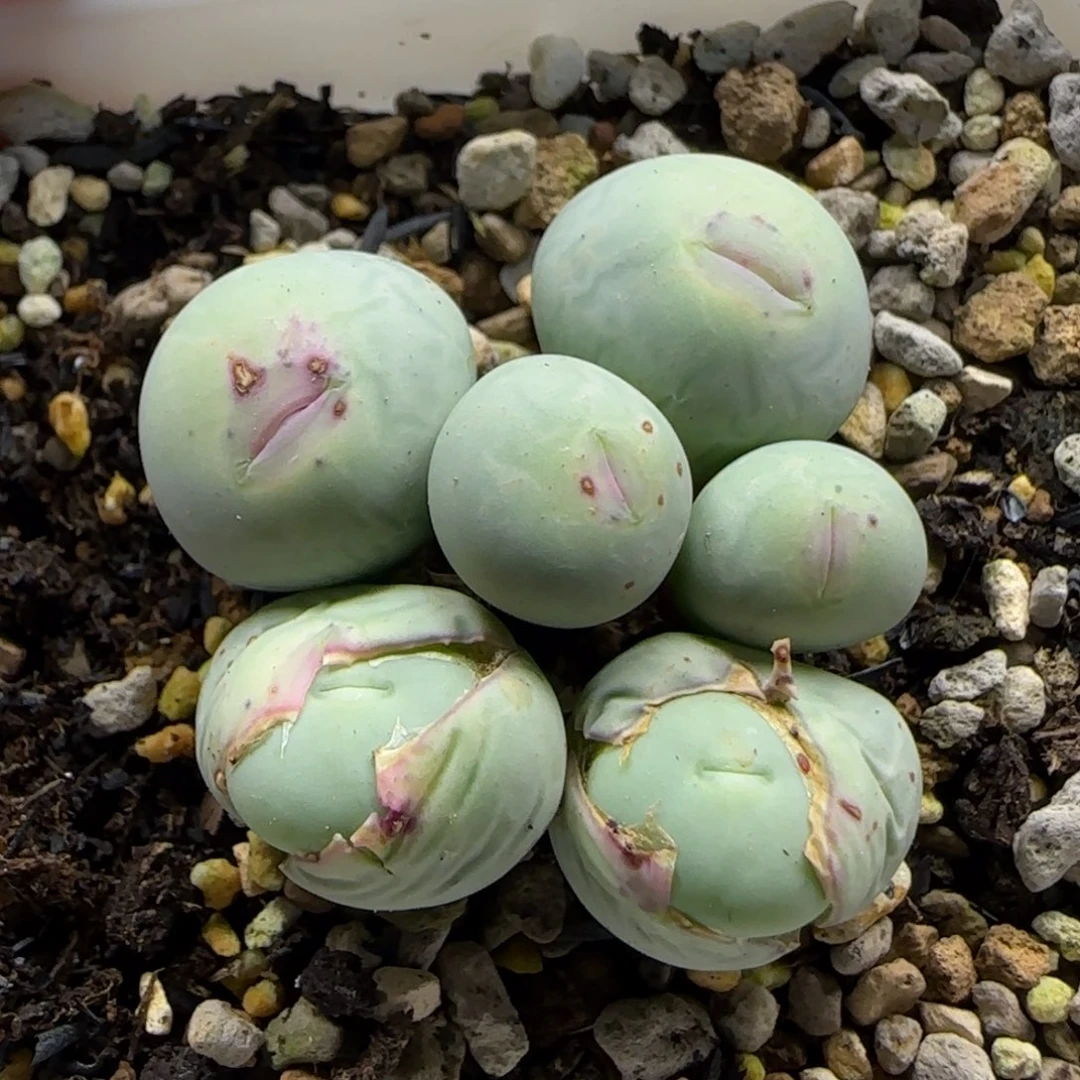 薇***琳7-3当天满38包邮玻尿酸v嘴脱土