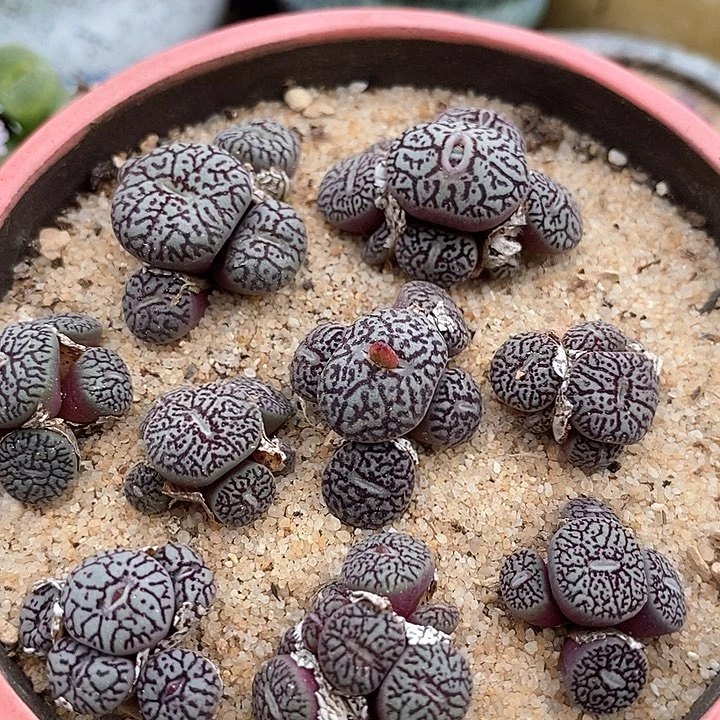 24515墨小锥群生一颗