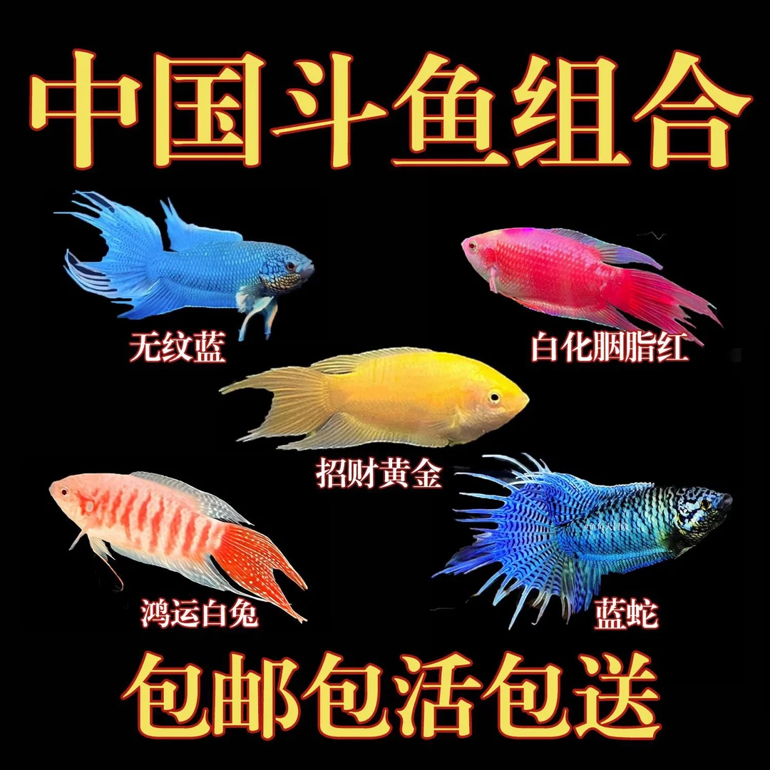 【直播专用，一鱼一拍】中国斗鱼观赏鱼耐活（竞拍成功 下单对应价格）