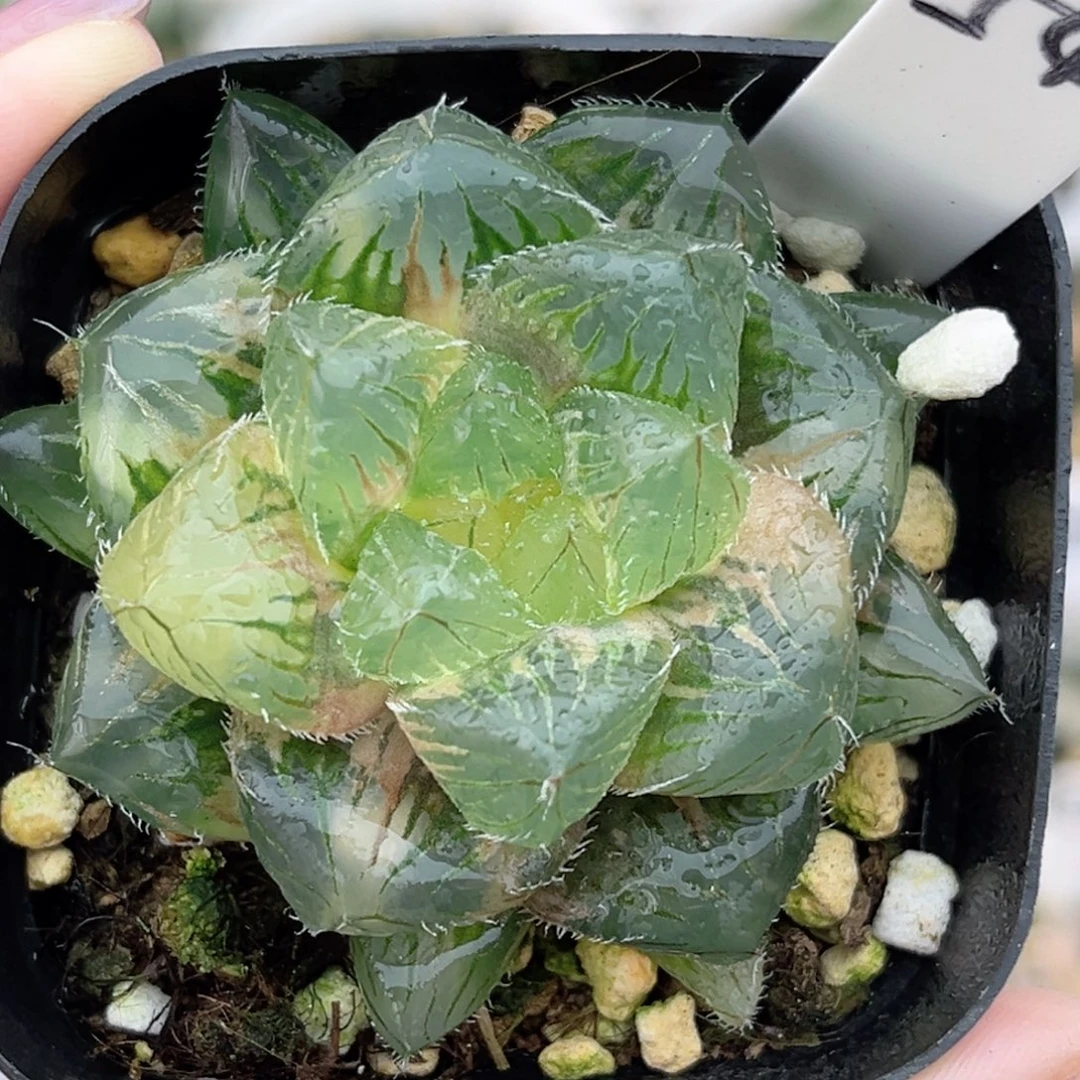 54巨大化冰魄玉露锦福利专场