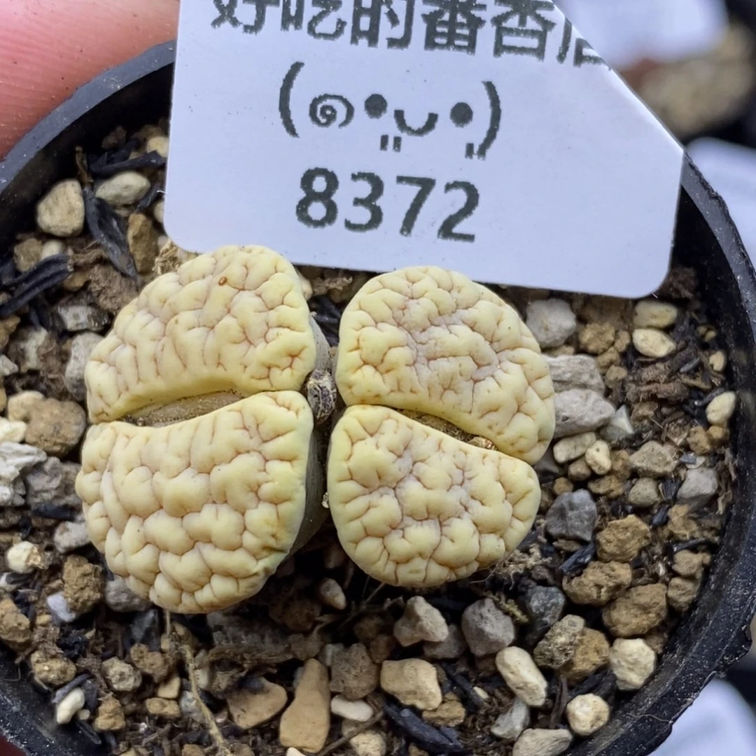 8372。默认脱土。18包邮。偏远88包邮