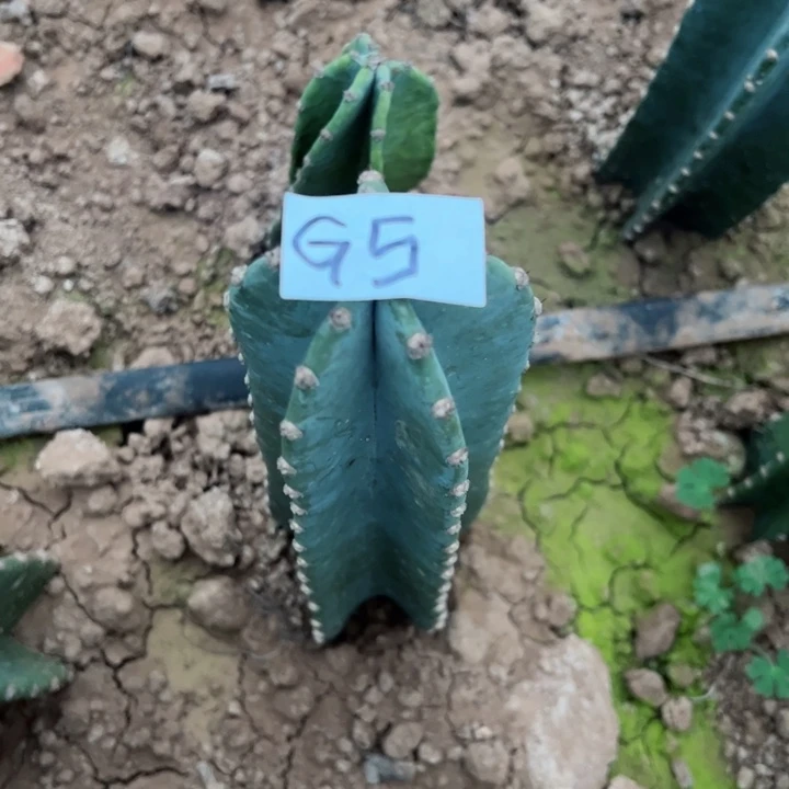 爱**?G5量天尺一颗26