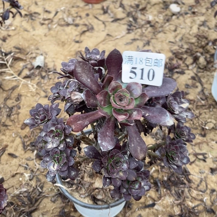 510红酒圆叶手捧1号棚