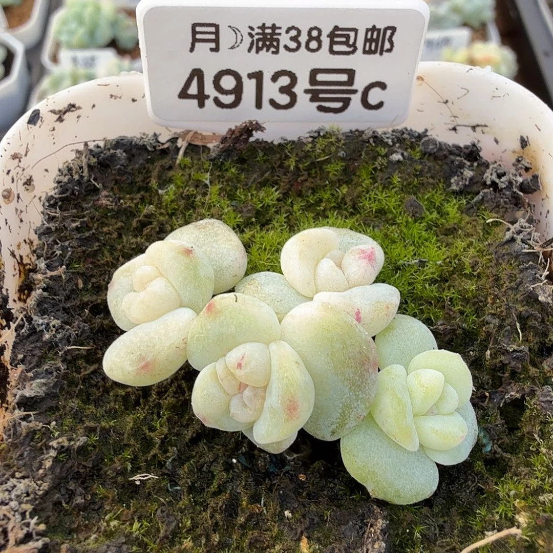 （小推车专拍）4913号冰玉石化4头群