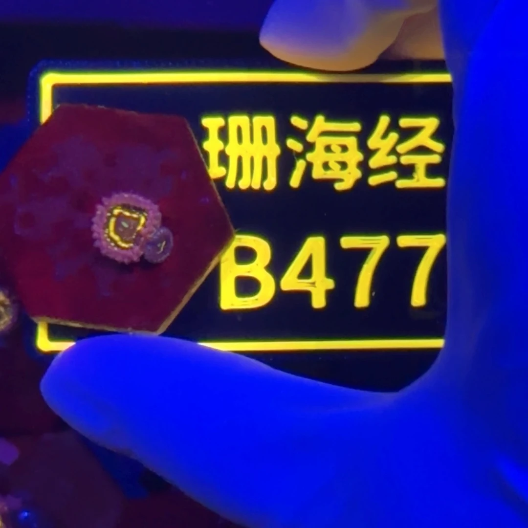 邹***走纽扣珊瑚又又不包邮平流层B477