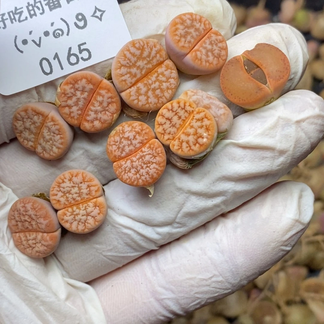 向***80165。零下拍保温.18包邮.当天凑哦