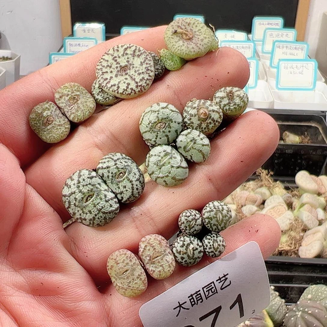 0000971 一物一拍……