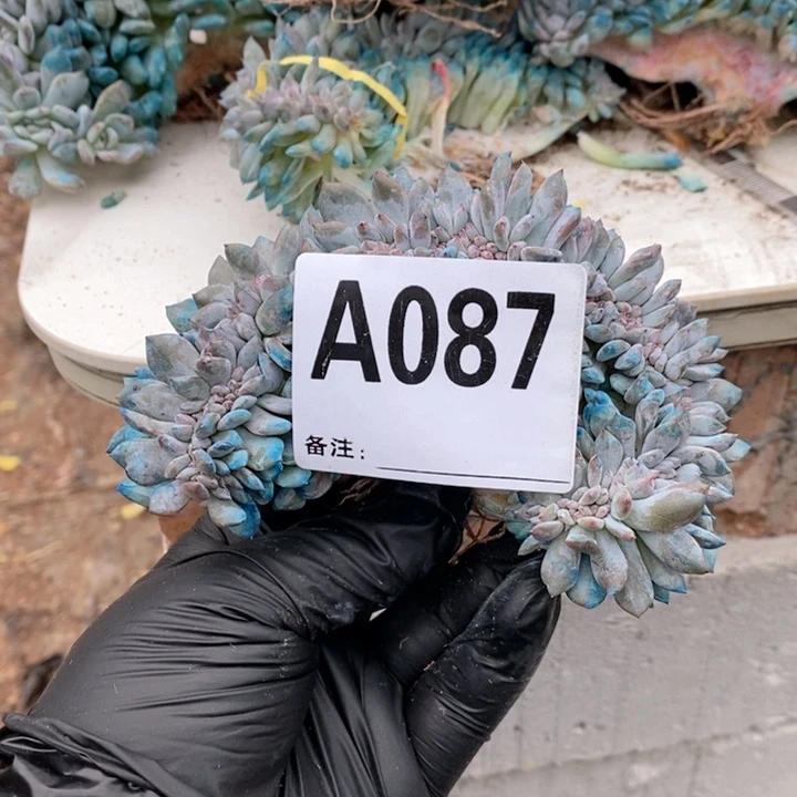 87石榴籽瑕疵哇哇哇哇