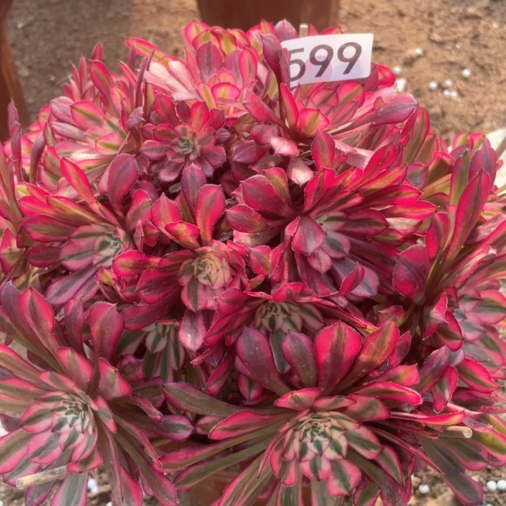 599多肉植物红铜白