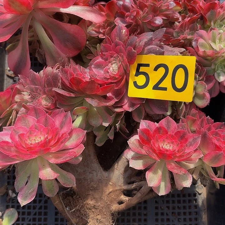 为**醉多肉植物福利来520