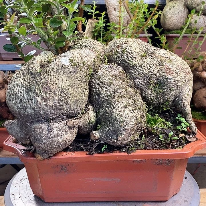 完全开放树萝卜绿植盆栽