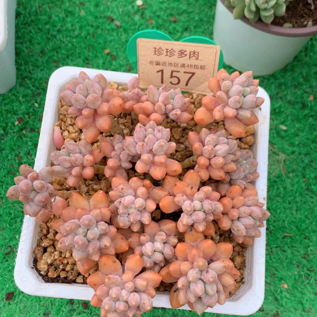 星黛露老桩无砍平头157