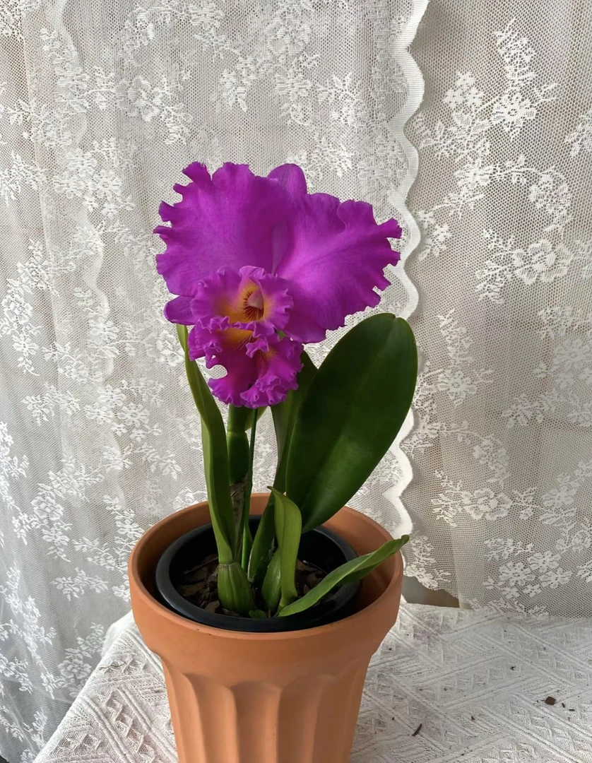 【日盛卡特兰】大花卡特兰  无花苞 开花浓香 原盆原土发货