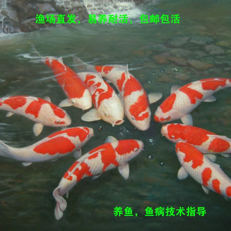 纯种锦鲤活鱼大型好养耐活观赏鱼淡水鱼冷水鱼招财鱼小型纯种鱼苗
