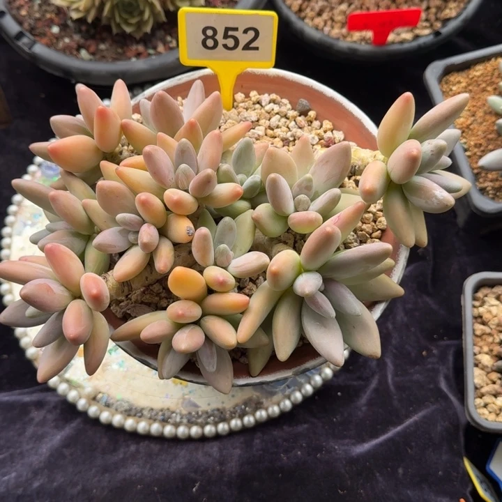多肉植物企鹅群852