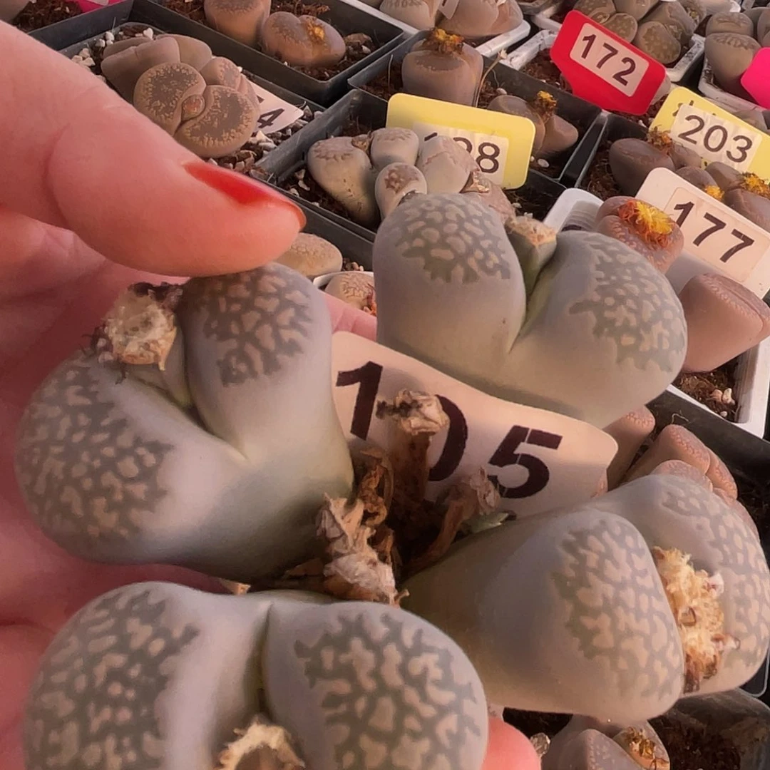 生石花一颗000105