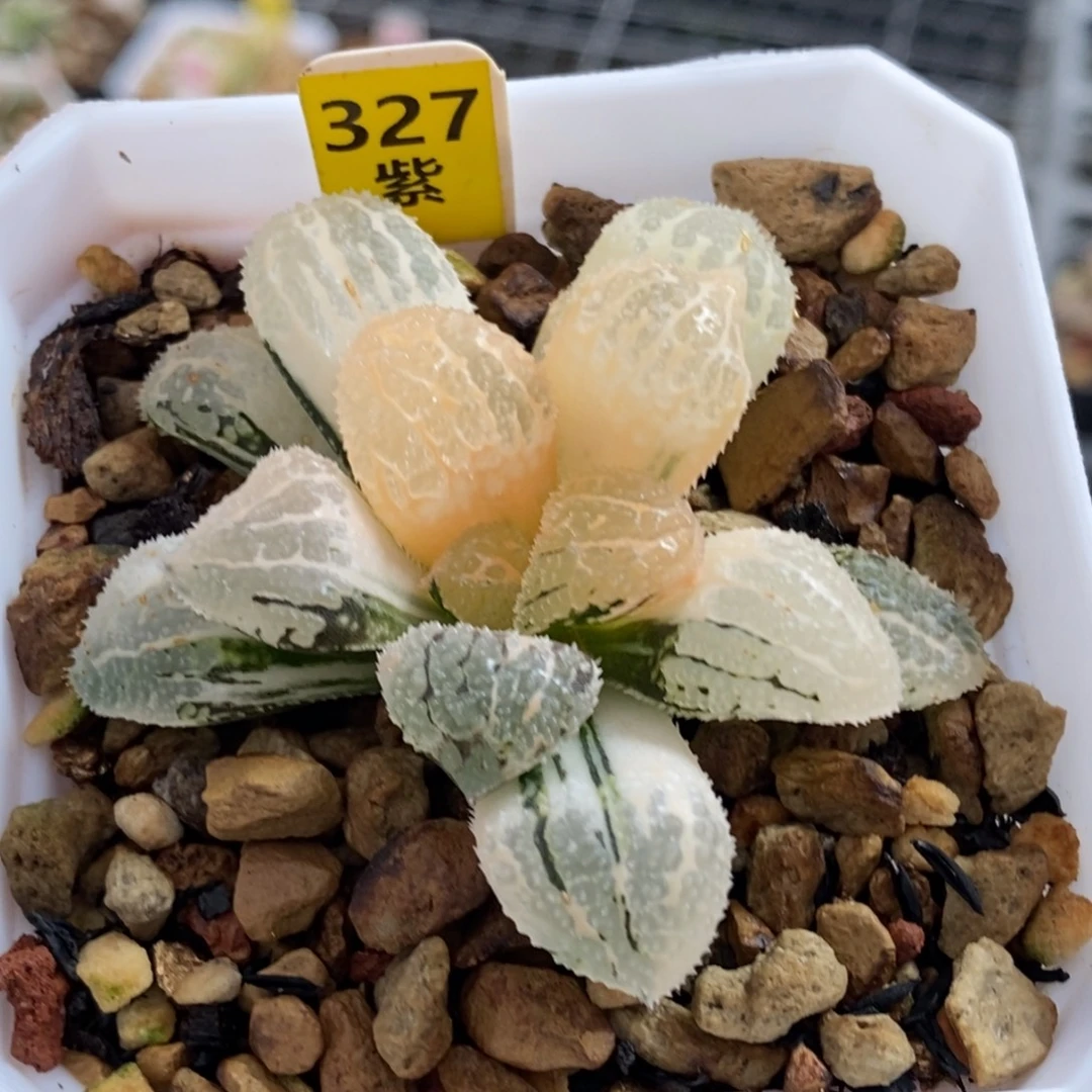 327号糊斑趋势具味城锦